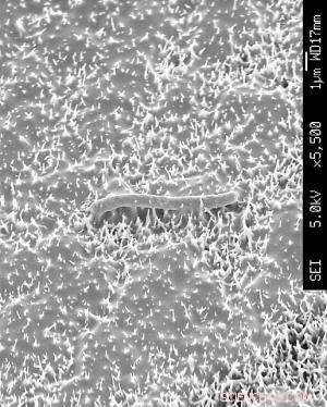 Harnessing Cicada Wing Nanostructures for Advanced Antimicrobial Surfaces