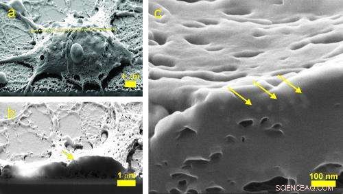Cut‑Section View of Nanoparticles Inside a Neural Cell – Advanced Imaging by NIST