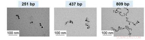 Innovative Nanoparticle Cluster Production via DNA-Binding Protein Technology