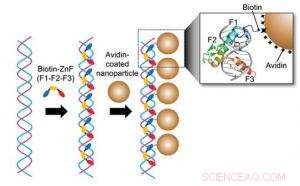 Innovative Nanoparticle Cluster Production via DNA-Binding Protein Technology
