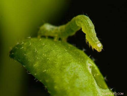 Scientists Map Nanoparticle Journey from Plants to Caterpillars