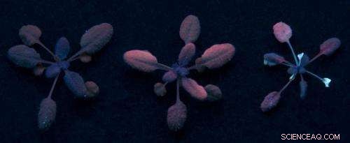 Scientists Map Nanoparticle Journey from Plants to Caterpillars