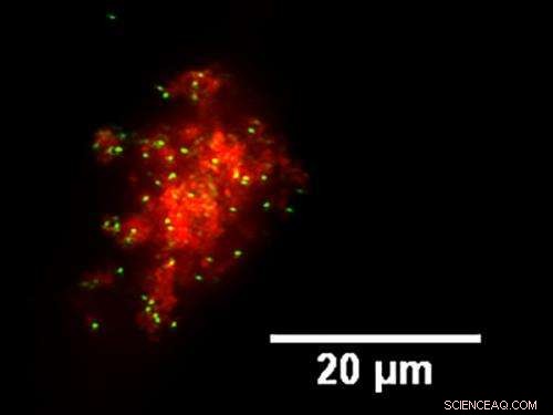 Gold Nanorods Target Cancer Cells with Precision