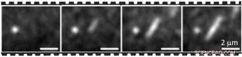 Live Observation of Nanoscale Assembly in Fluorescence Microscopy