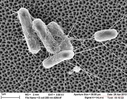 New Nanotech Surface Repels Bacteria: A Breakthrough for Food, Medicine, and Shipping