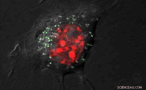Sugar-Enhanced Silver Nanoparticles: A Promising Approach to Minimize Toxicity
