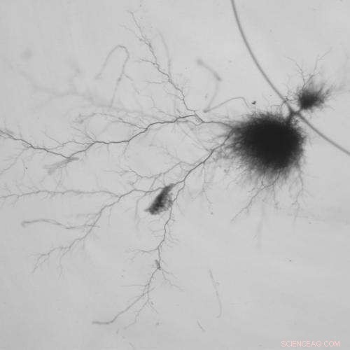 Carbon Nanoballs: A Breakthrough for Sustainable Energy Solutions
