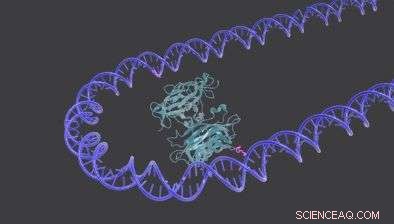 DNA Nanoswitches Reveal How Life s Molecules Connect