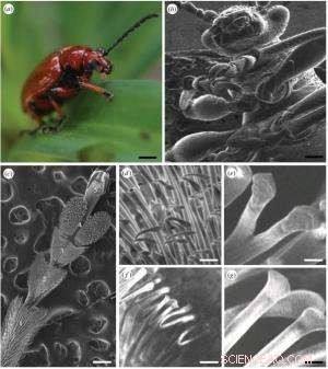 NanoSuit Breakthrough: Nano-Coating Enables Live Insect Imaging via Electron Microscopy