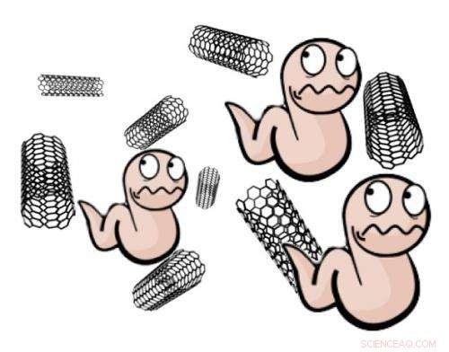 Worms Lead the Way in Rapid, Cost‑Effective Nanoparticle Toxicity Screening