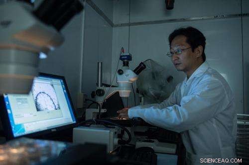 Worms Lead the Way in Rapid, Cost‑Effective Nanoparticle Toxicity Screening