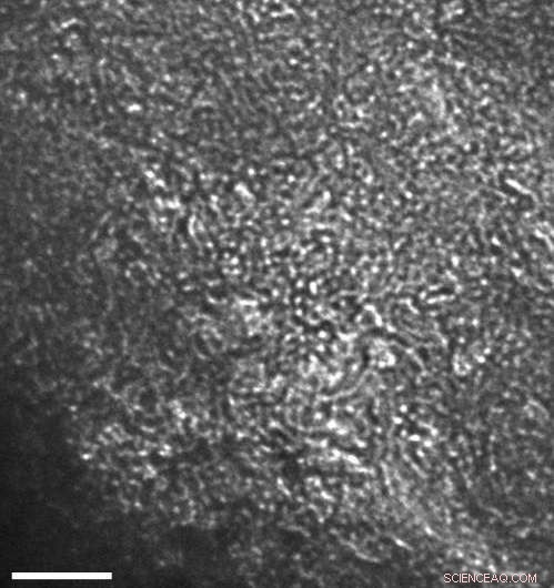 Buckyballs: A Sustainable Solution for Metal Recovery from Water