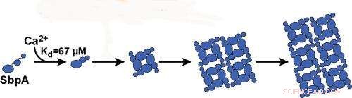 Bacterial Armor Reveals Secrets of Self-Assembling Nanostructures