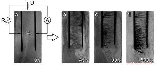 Nanotube Self-Organization and Dynamics: Insights into Maximum Entropy Production in Non-Equilibrium Systems