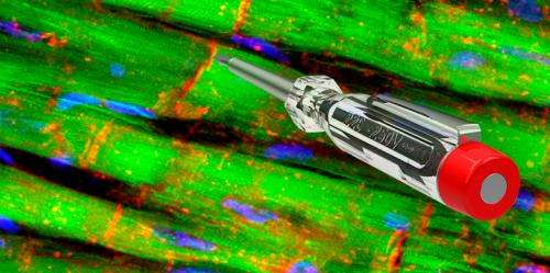 Revolutionary Voltage Tester Captures Live Cardiac Cell Signals