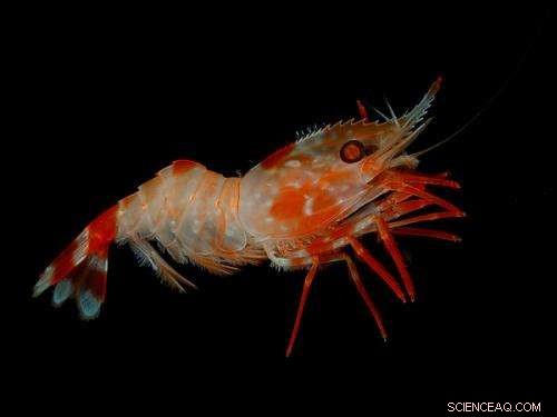 Revolutionary Solar Cells Made from Shrimp Shells – Affordable, Eco‑Friendly Energy