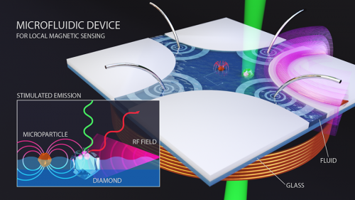 Microfluidic Diamond Sensor for Precise Magnetic Manipulation of Biological Particles