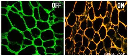Revolutionary Nanodevice Overcomes Drug Resistance Using Gene‑Targeted Gold Nanoparticles