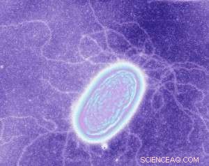 Microbial Nanowires: Scientists Resolve Theoretical vs. Experimental Debate