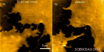 Advanced AFM Technique Reveals Real-Time Neuronal Nanodynamics