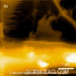 Advanced AFM Technique Reveals Real-Time Neuronal Nanodynamics