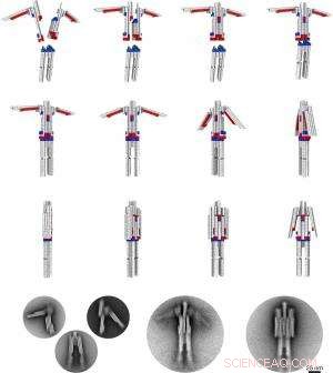 Comprehensive Toolkit for Building Dynamic DNA Nanomachines