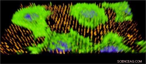 New Nanoneedle Prototype Promotes Blood Vessel Formation in Mice