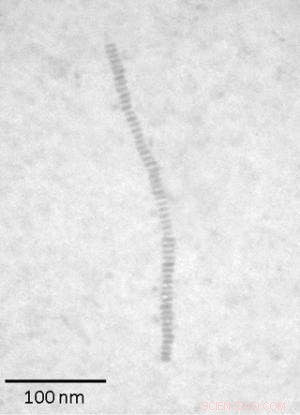 Nanoscopic Worms Enable Novel Nano-Necklace Fabrication