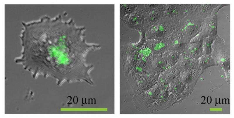 MIPT Researchers Evaluate Safety of Novel Nanoparticle Anti‑Cancer Therapy