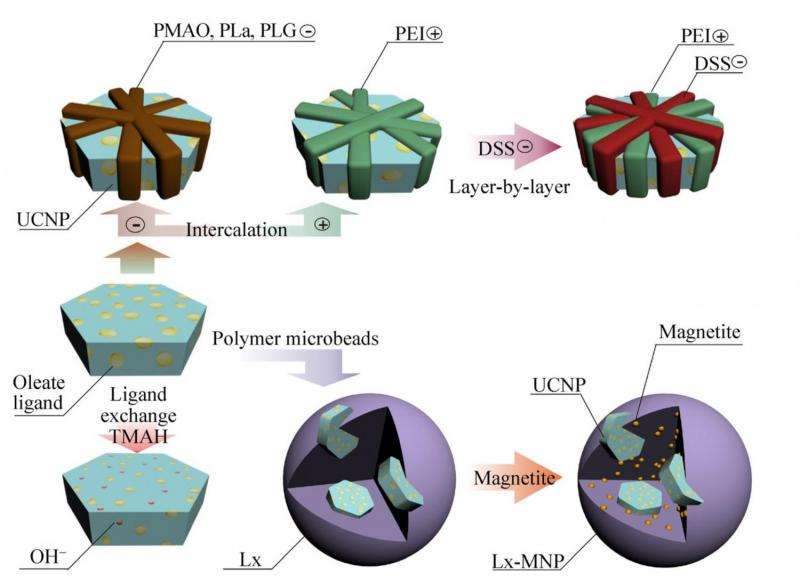 MIPT Researchers Evaluate Safety of Novel Nanoparticle Anti‑Cancer Therapy