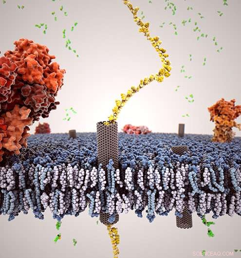 Carbon Nanotube Self‑Insertion Creates Biomimetic Nanoporous Membrane Channels
