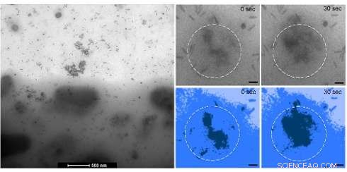 Real‑Time Nanotech Imaging Reveals How Brain Tumor Cells Uptake Gold Nanobar Therapy