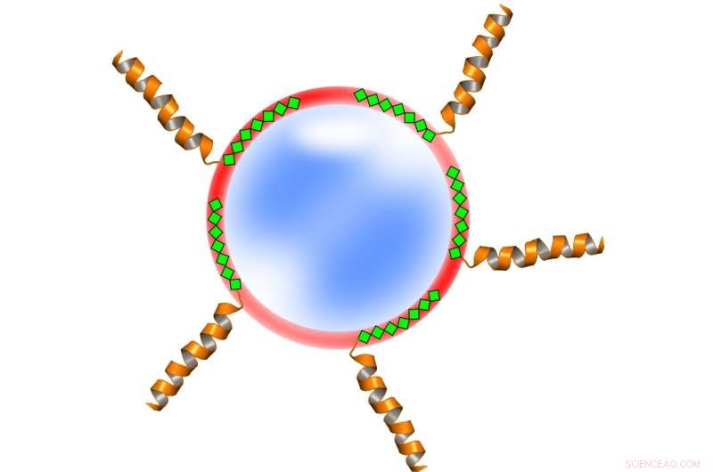 Scientists Engineer Protein‑Nanoparticle Fusion to Enhance Targeted Therapies