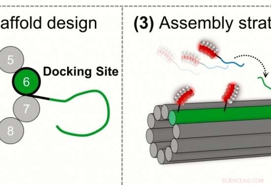 Scientists Encapsulate Silver Nanoclusters in Synthetic DNA to Engineer Tunable Fluorescent Arrays