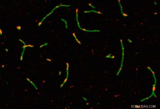 Scientists Encapsulate Silver Nanoclusters in Synthetic DNA to Engineer Tunable Fluorescent Arrays