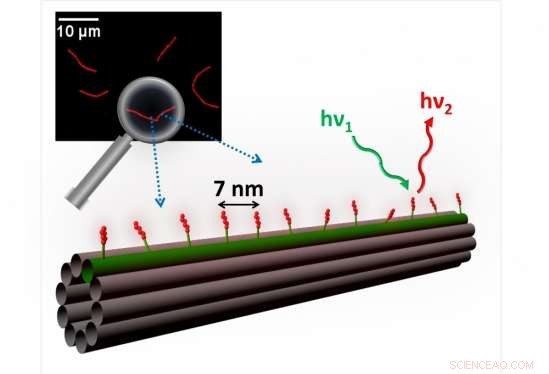 Scientists Encapsulate Silver Nanoclusters in Synthetic DNA to Engineer Tunable Fluorescent Arrays