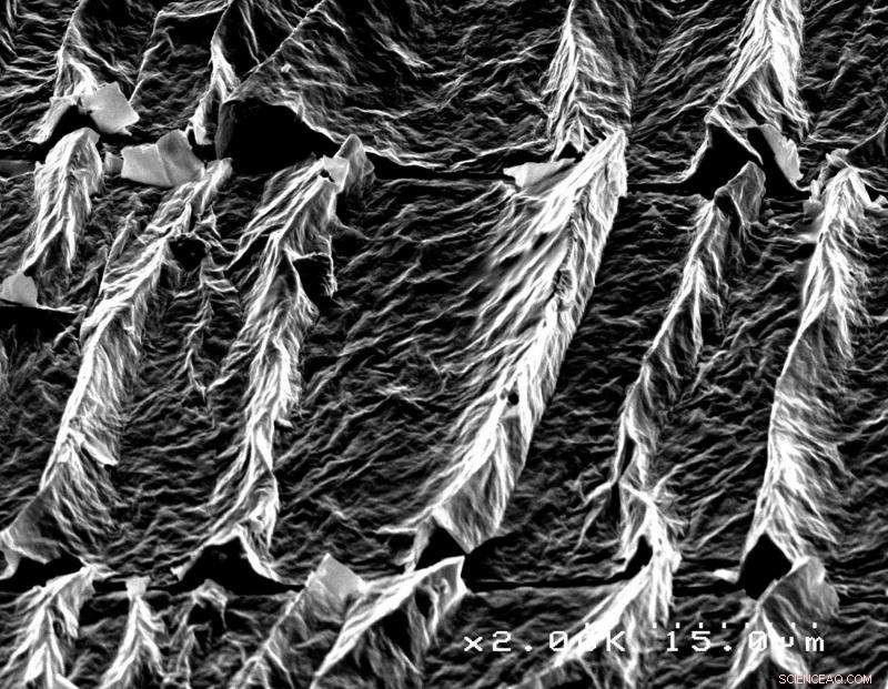 Graphene-Wrinkled Surfaces Revolutionize Cell Culture