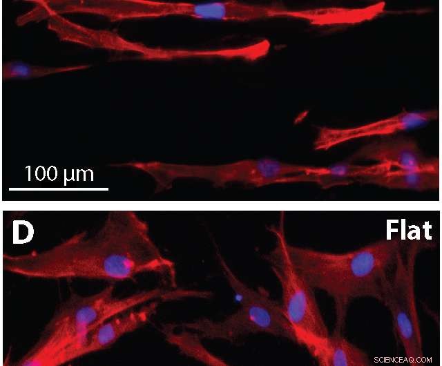 Graphene-Wrinkled Surfaces Revolutionize Cell Culture