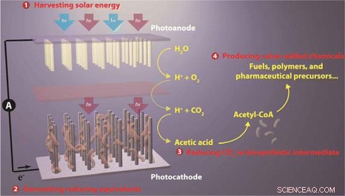 Artificial Photosynthesis: Solar‑Powered Production of Fuels, Plastics, and Medicine