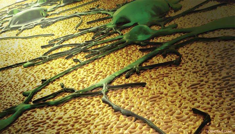 Gold-Textured Coating Boosts Neural Interface Performance