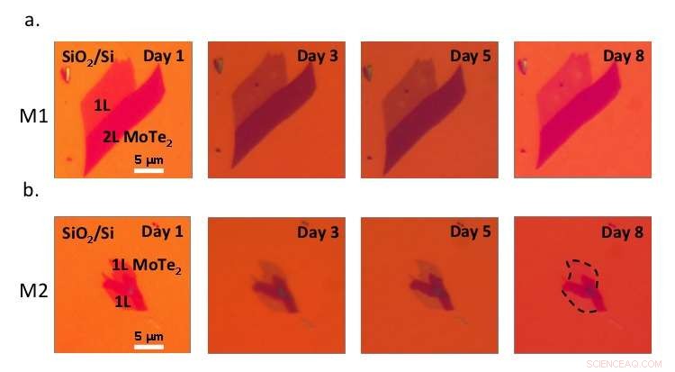 MoTe2 Monolayers: Why Their Luminescence Persists Over Time