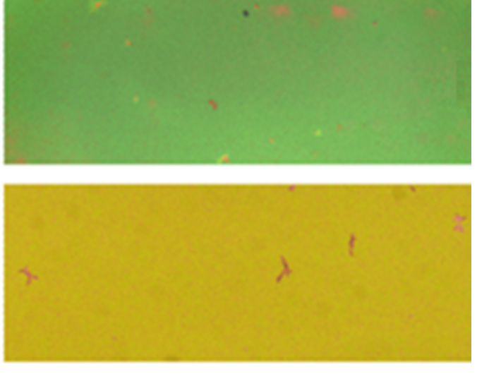 Bird‑Feather‑Inspired Nanomaterials Mimic Iridescence to Produce Vibrant Colors