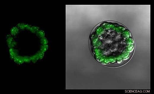 How Nano‑Zinc Oxide in Sunscreens and Marine Paints Threatens Ocean Ecosystems