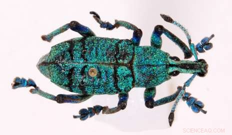 Nature s Color Palette: How Bees and Butterflies Realize the Optical Engineer’s Dream