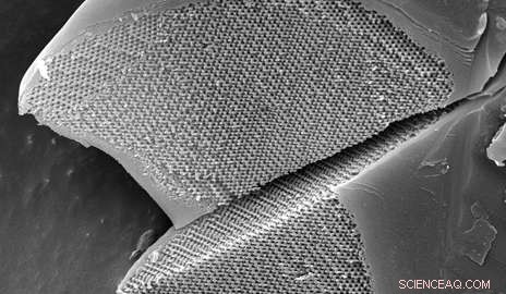 Nature s Color Palette: How Bees and Butterflies Realize the Optical Engineer’s Dream