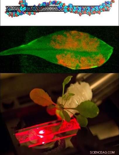 Boosting Plant Photosynthesis and Stability with Carbon Nanotubes and Inorganic Nanoparticles