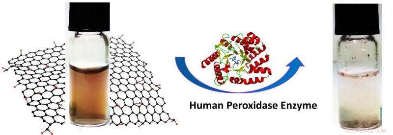 Human Enzymes Drive Rapid Biodegradation of Graphene Oxide