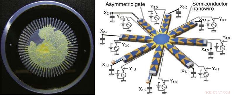 Bio-Inspired Amoeba Computing Surpasses Conventional Optimization Techniques