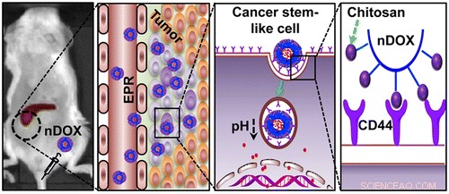 Nanoparticle Therapy Targets Cancer Stem Cells to Halt Tumor Growth