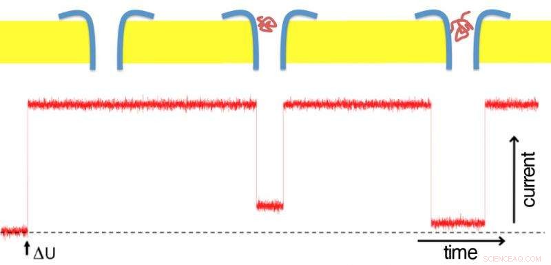 Bacterial Protein Functions as a Precise Molecular Sensor